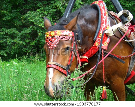 horse in Russian national patterns. horse in Russian national harness on the background of green leaves and green grass