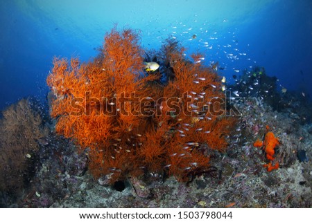 Sabolan Reef

Komodo National Park,
Flores - Indonesia