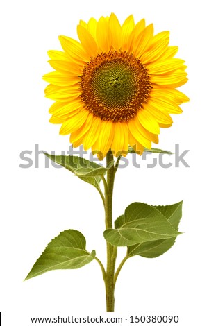 Sunflower isolated on white background Royalty-Free Stock Photo #150380090