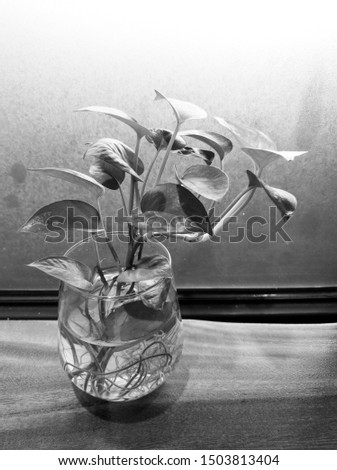 Black and white philodendron plant on water on a glass table on a wooden table.