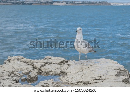seagull sits on a stone by the sea