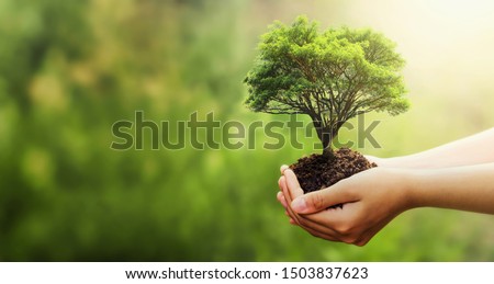hand holding tree on blur green nature background. concept eco earth day Royalty-Free Stock Photo #1503837623