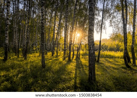 A scene of sunrise in a birch forest on a sunny summer morning with fog. Landscape.