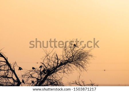 Silhouette of Birds sitting over tree at sunset with orange background