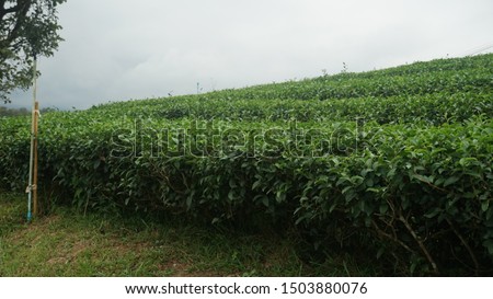 The view of the tea plantations, cloudy belly