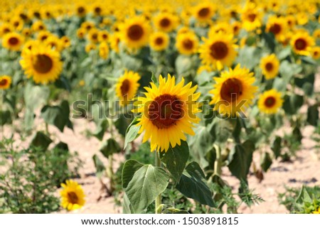 yellow blooming sunflower in the field