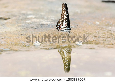 Beautiful butterfly on stone with shadow in the water.