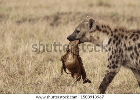 Spotted hyena (crocuta crocuta) carrying the stomach of the wildebeest, Masai Mara National Park, Kenya.