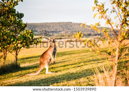 Exotic rare mammals mother kangaroo on the grassy desert in standng posture looking at horizon for family and friend and ready to jump run across the field