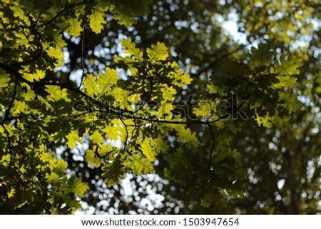 Bright foliage on a tree in the shade. Photo background with leaves, tree bottom view.