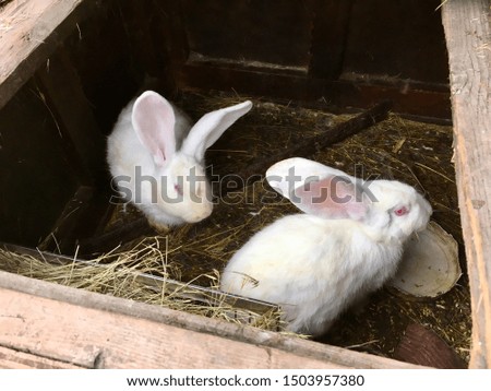 two cute white little rabbits 