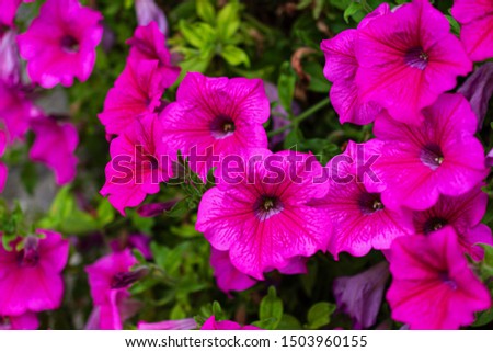 Close-up of pink petunia flowers on green background out of focus horizontally