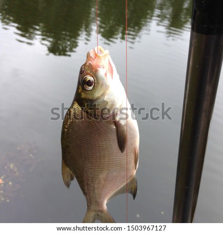 Macro photo fishing bream fish. Caught fish bream hanging on a hook with maggot bait. Catch Bream fish on river background.