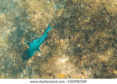 Underwater photo of a parrot fish eating algae on stones on a coral reef. Similan island, Thailand. Warm tropical waters of Andaman sea of Indian ocean