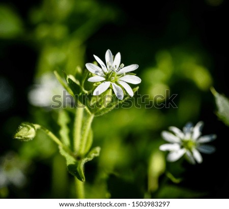 Wood stitchwort (Chireweed) , little white flower and buds. Stellaria holostea. Caryophyllaceae family 