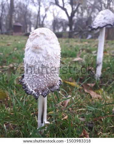 Full size photo of Coprinus comatus, the shaggy ink cap, lawyer's wig, or shaggy mane common edible fungus habit picture