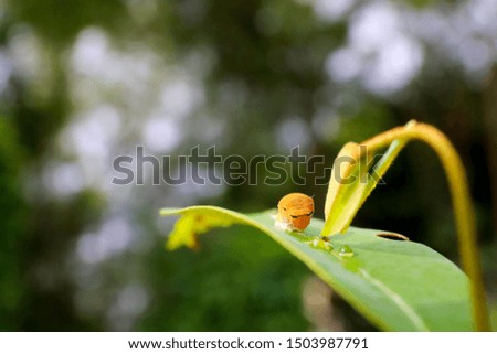 brown caterpillar on leaf , Moth Caterpillar eating leaf. worm on leaf.