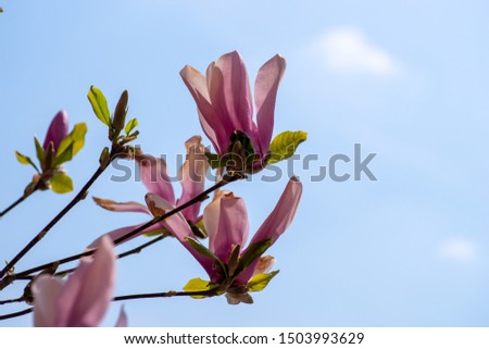Magnolia pink flowers blooming on the tree. Spring blossom time. Natural floral background. Blue sky, macro. Academic Fomin University Botanical Garden in Kiev. Kyiv, Ukraine, Europe.