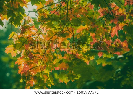 Autumn maple. Yellowed and reddened maple in the fall. Beautiful maple leaves. Photo background and concept on the autumn theme.