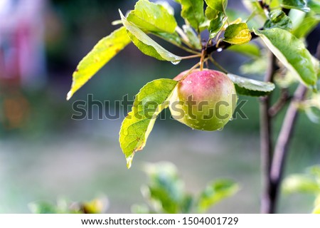 A wet apple on a tree still waiting to get ripe during late summer.