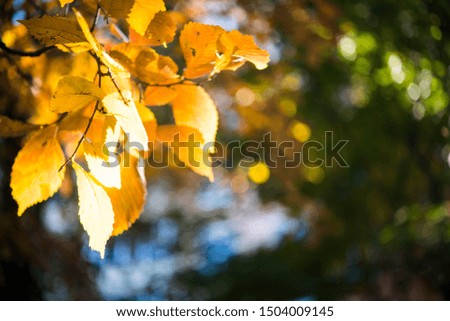 Yellow and orange autumn leaves background. Outdoor.