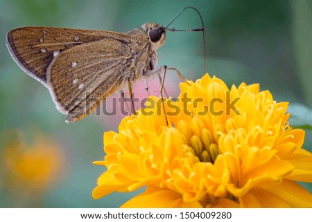 Brick-colored butterflies in the flower.