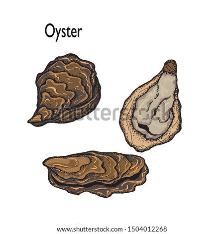 Oyster. Seafood.Set of hand drawn graphic illustrations.Decorative card or flyer design with sea food sketch. Vintage menu template.