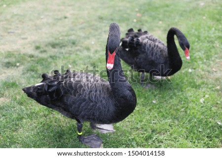 Beautiful scene with two black swans in the park.