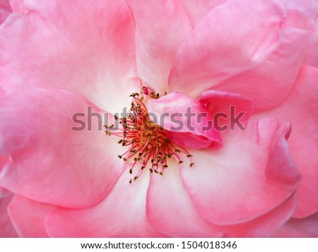 Pink rose flower. Macro shot. Selective focus