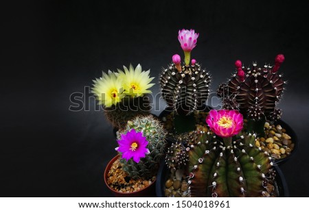 Many type Flowers and multicolors of mini cactus in little pots. Studio shot marble pattern background black tone.