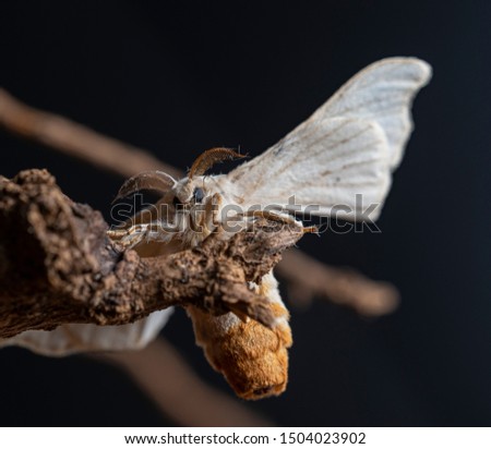 Silkworm on a branch with black background	
