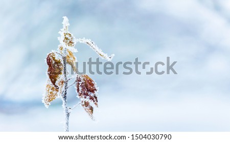 Frost covered tree branch with dry leaves on blurred winter background