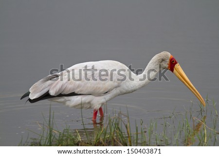 Yellow-billed stork in shallow water