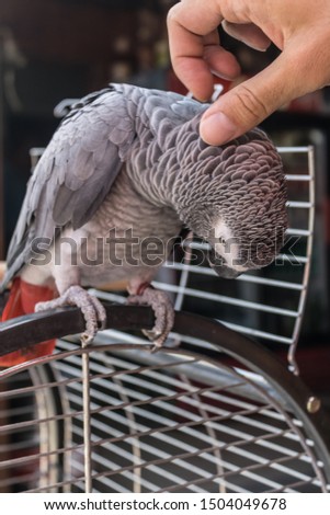 Man hand cuddling gray parrot (Psittacus erithacus) sitting on the top of the cage and, cute grey parrot close-up with the man's hand cuddling it, closeup of African grey or Congo grey parrot - Image