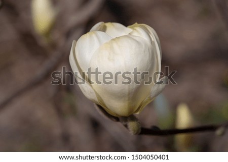 Сlosed bud young magnolia. Spring flower on magnolia tree. Magnolia tree garden, beauty white flower. Macro.