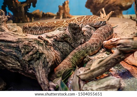 In the background, crotalus atrox rattlesnake