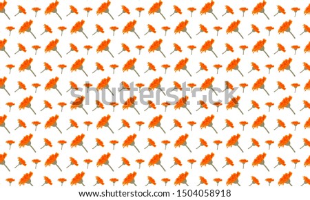 Orange Cleome Flower Pattern Background