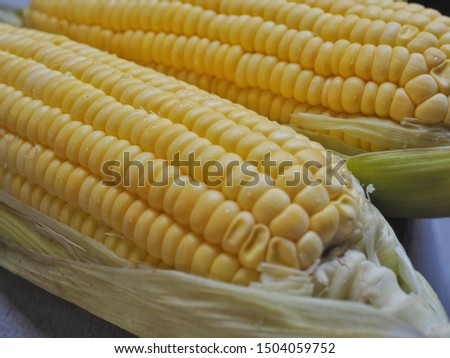 Sweet corn ears isolated from the farm 