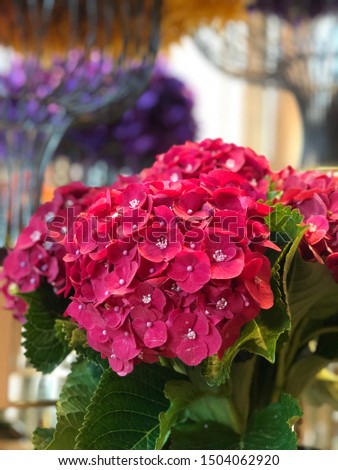French Hydrangea in a vase. Red color. blurred background.