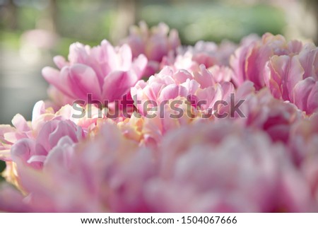 Background with pink flowers and tulips.