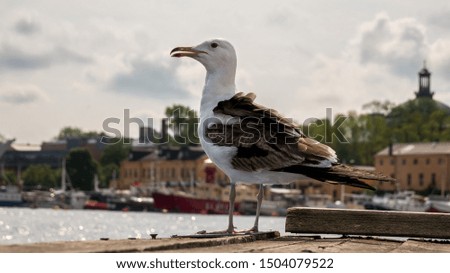 Great black backed gull on the pier, old european town on blurry  background