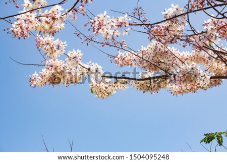 cherry blossoms in Thailand,cherry blossoms in the north Royalty-Free Stock Photo #1504095248