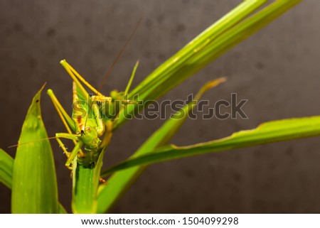 The speckled bushcricket is a species of bush-cricket common in well vegetated areas of Japan, such as woodland margins, hedgerows and gardens

The eggs are laid, in late summer, into tree bark or pla