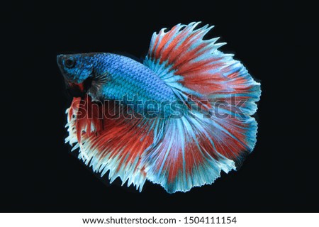 Beautiful colors of Thai fighting fish With a black background.