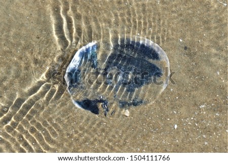 Blue shell under the sea on the sandy beach