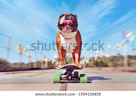 Wide angle picture of a dog skateboarder