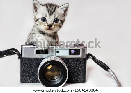 Cute little Gray pattern kitten blue eyes Hold the camera.