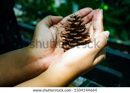 Pine cone in a coffee shop