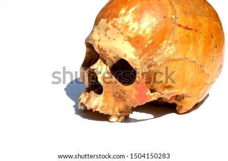 Human skull isolated on white background,photo