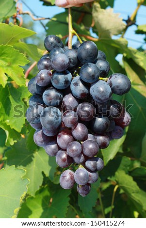 ripening grape clusters on the vine 